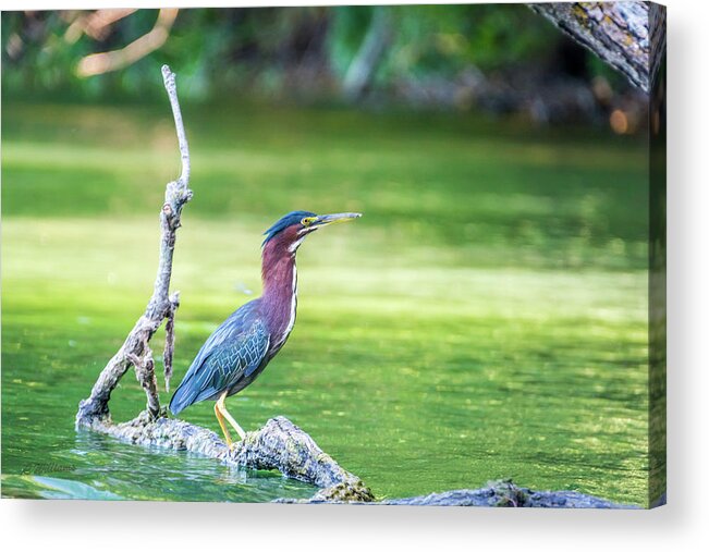 Green-backed Heron Acrylic Print featuring the photograph Green Backed Heron by Pamela Williams