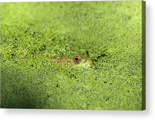 Green Frog Acrylic Print featuring the photograph Green Frog Stony Brook New York by Bob Savage