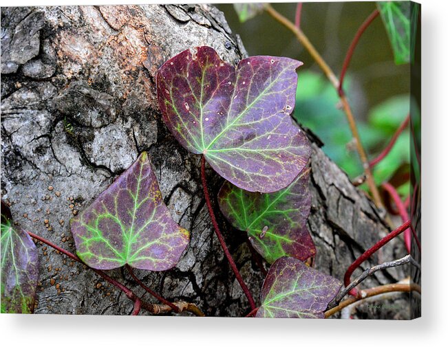 Ivy Acrylic Print featuring the photograph Green Heart by Donna Blackhall