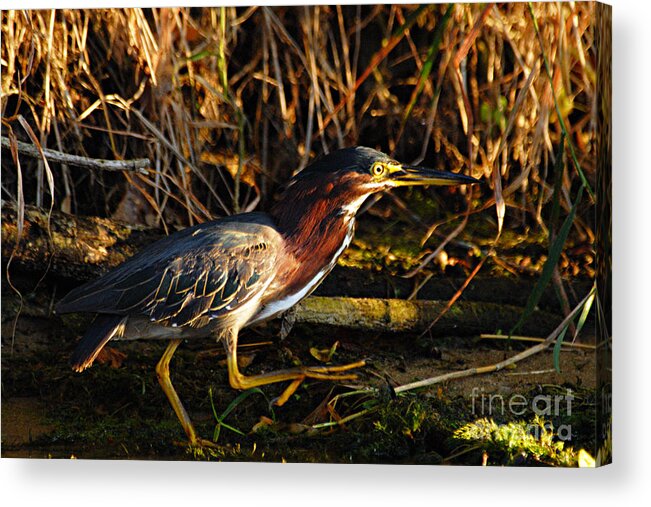 Nature Acrylic Print featuring the photograph Green Heron by Larry Ricker