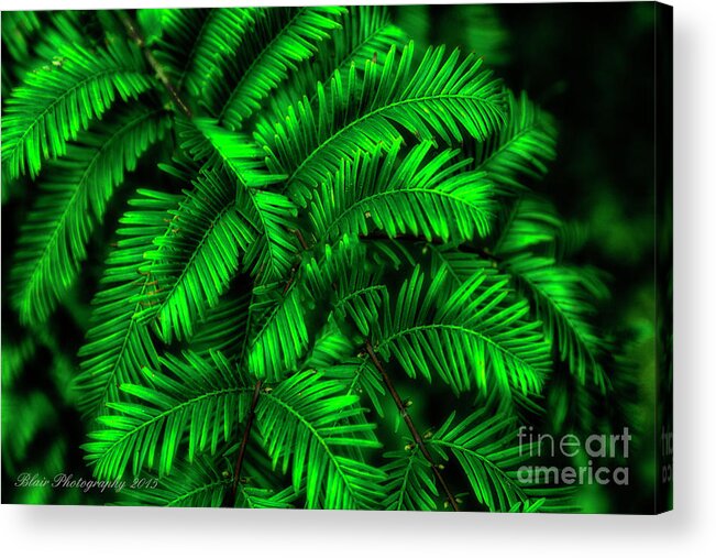 Leaves Acrylic Print featuring the photograph Green Leaves by Linda Blair