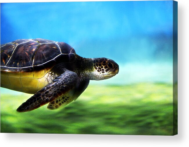 Green Acrylic Print featuring the photograph Green Sea Turtle 2 by Marilyn Hunt