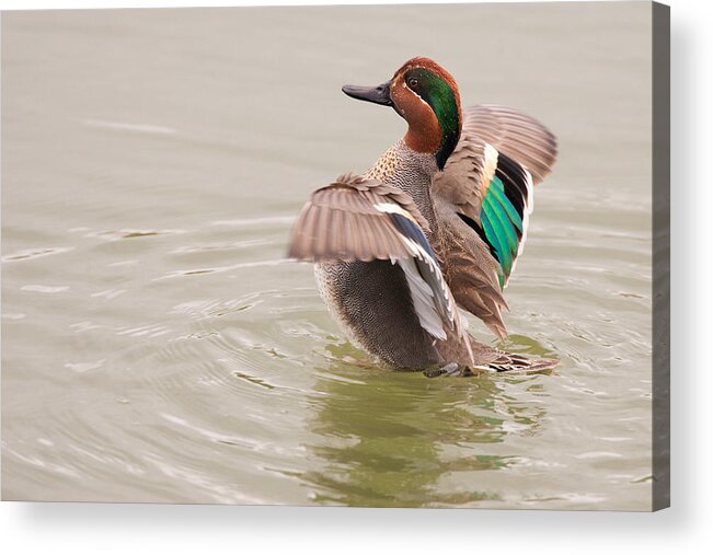 Green-winged Acrylic Print featuring the photograph Green-winged Teal by Ram Vasudev