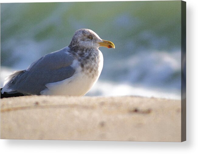 Seagull Acrylic Print featuring the photograph Greeting The Morning by Mary Haber