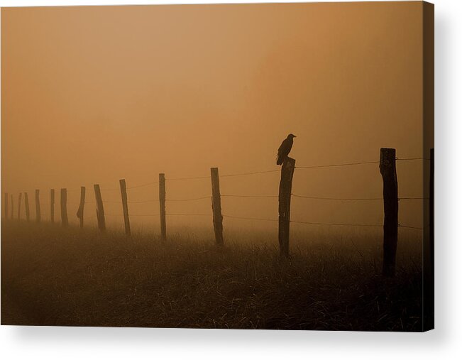 Crow Silhouette Acrylic Print featuring the photograph Greeting The Morning by Michael Eingle