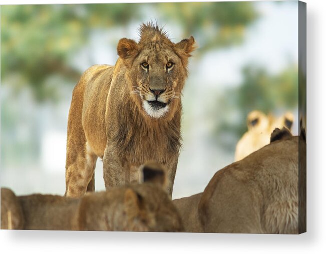 Lion Acrylic Print featuring the photograph Greetings by Yuri Peress