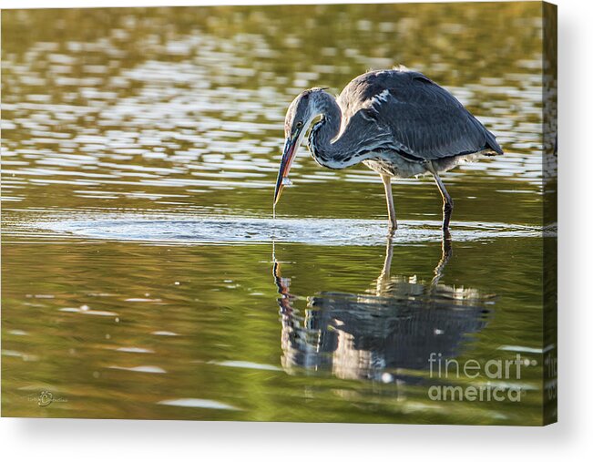 Grey Heron Acrylic Print featuring the photograph Grey Herons Catch by Torbjorn Swenelius