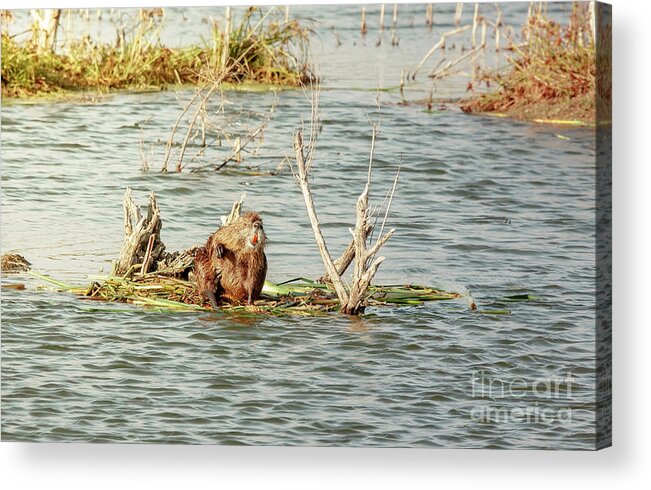 Animal Acrylic Print featuring the photograph Grinning Nutria On Reeds by Robert Frederick