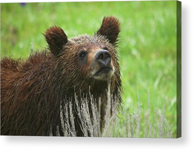 Grizzly Acrylic Print featuring the photograph Grizzly Cub by Steve Stuller