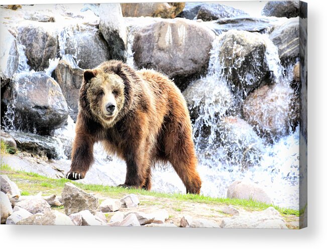 Grizzly Bear Acrylic Print featuring the photograph Grizzly Falls by Steve McKinzie