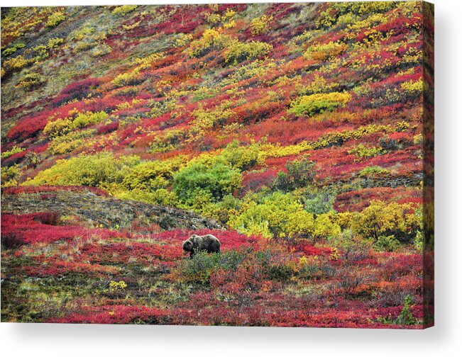 Denali National Park Acrylic Print featuring the photograph Grizzly Feast - Denali National Park - Alaska by Bruce Friedman