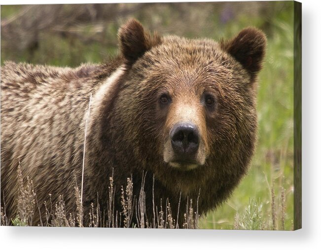 Grizzly Bear Acrylic Print featuring the photograph Grizzly Portrait by Steve Stuller