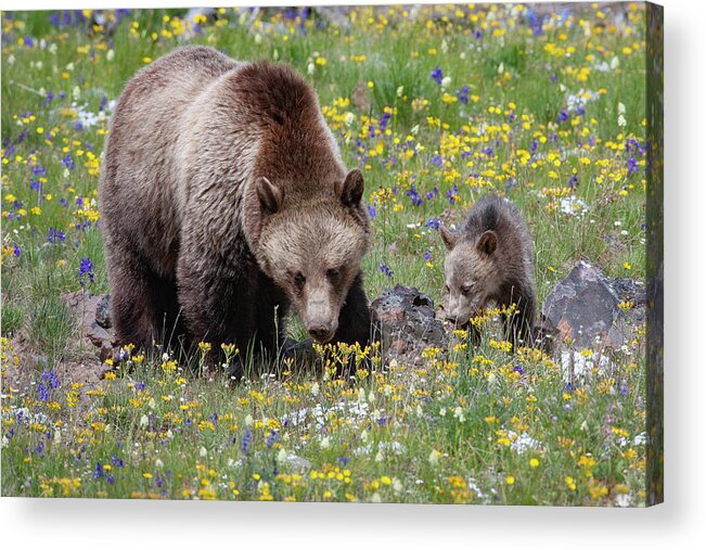 Mark Miller Photos Acrylic Print featuring the photograph Grizzly Sow and Cub in Summer Flowers by Mark Miller