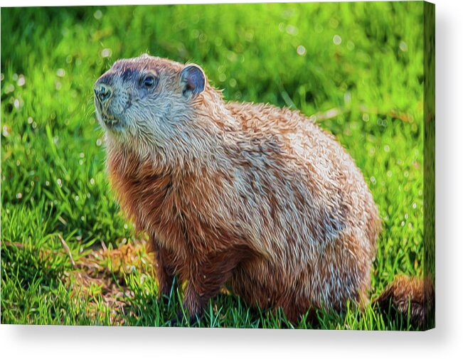 Rodent Acrylic Print featuring the photograph Ground Hog Portrait by Cathy Kovarik