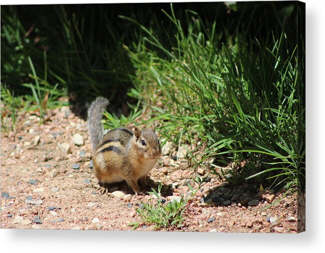 Ground Squirrel Acrylic Print featuring the photograph Ground Squirrel at Chicago Botanical Garden by Colleen Cornelius