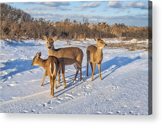 Snow Acrylic Print featuring the photograph Group of Deer by Cathy Kovarik