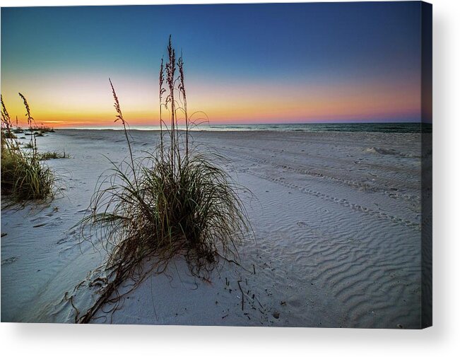 Alabama Acrylic Print featuring the photograph Grouping of Grasses by Michael Thomas