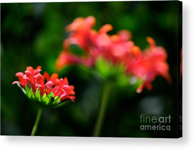 Floral Acrylic Print featuring the photograph Growing Up by Lois Bryan