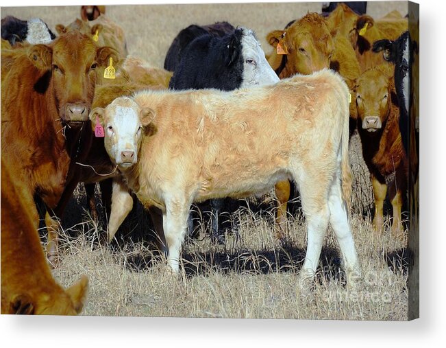 Calf Acrylic Print featuring the photograph Growing up by Merle Grenz