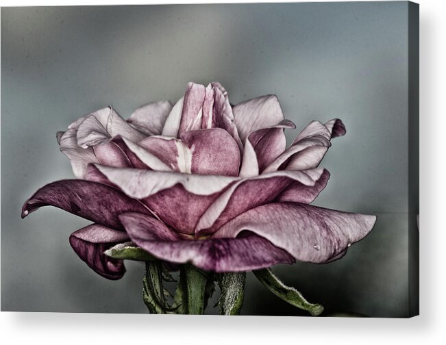 Rose Acrylic Print featuring the photograph Grungy Rose by Artful Imagery