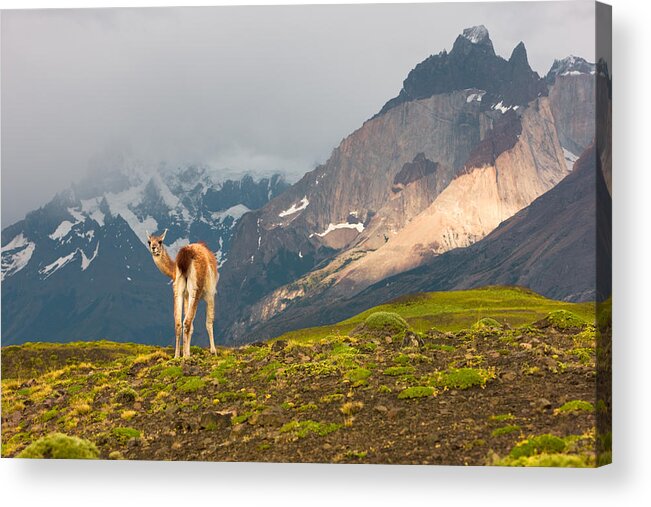 Guanaco Acrylic Print featuring the photograph Guanaco - Patagonia by Carl Amoth