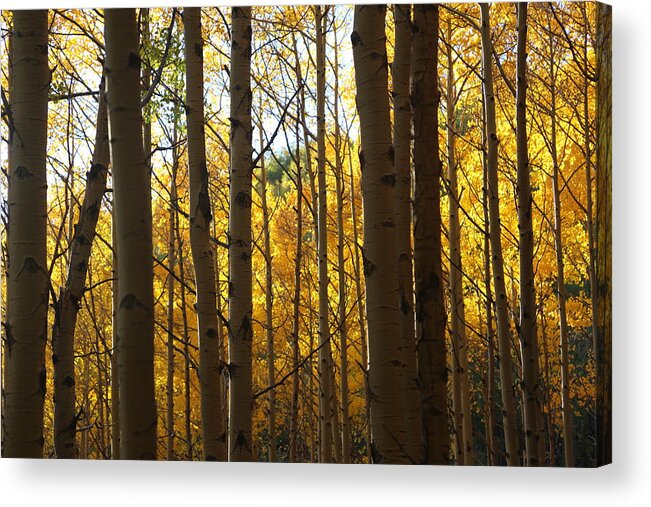 Aspen Foliage Acrylic Print featuring the photograph Guarding the Gold by Tammy Pool
