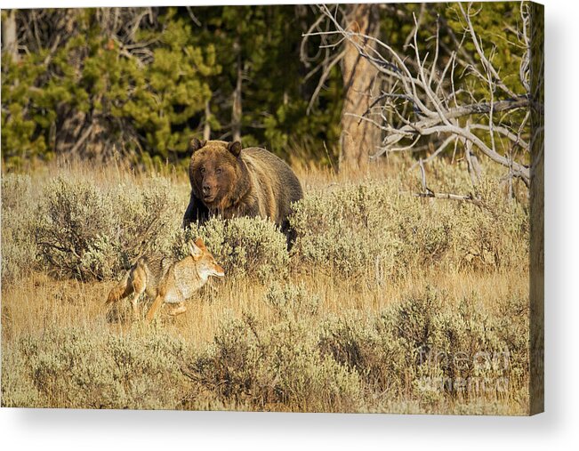 Grizzly Bear Acrylic Print featuring the photograph Guarding The Prize by Aaron Whittemore