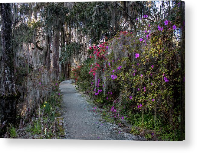 Magnolia Acrylic Print featuring the photograph Guide our feet into the path of peace. Luke 1.79 by Susie Weaver