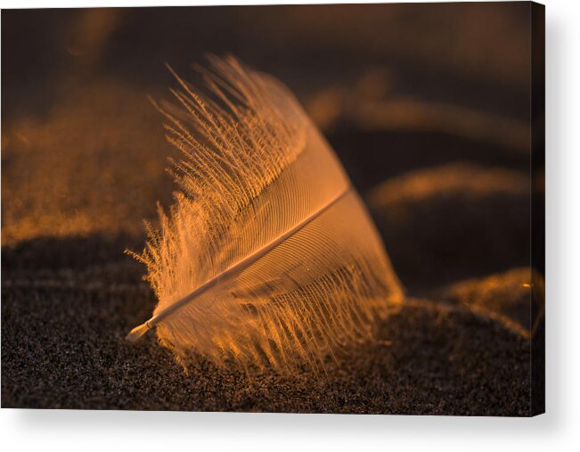 Feather Acrylic Print featuring the photograph Gull Feather at Sunset by Robert Potts