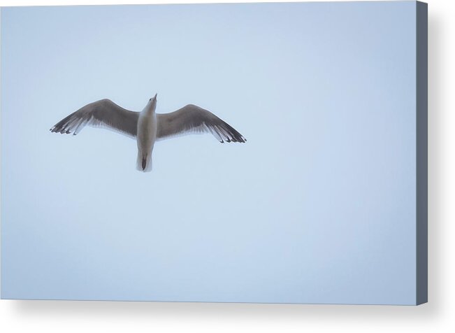 Nature Acrylic Print featuring the photograph Gull Flight by Michael Friedman