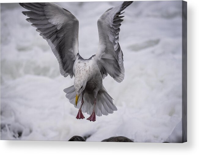 Action Acrylic Print featuring the photograph Gull Landing by Robert Potts