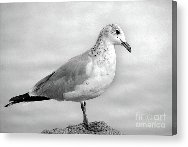 Black And White Acrylic Print featuring the digital art Gull Standing on Rock by Dianne Morgado