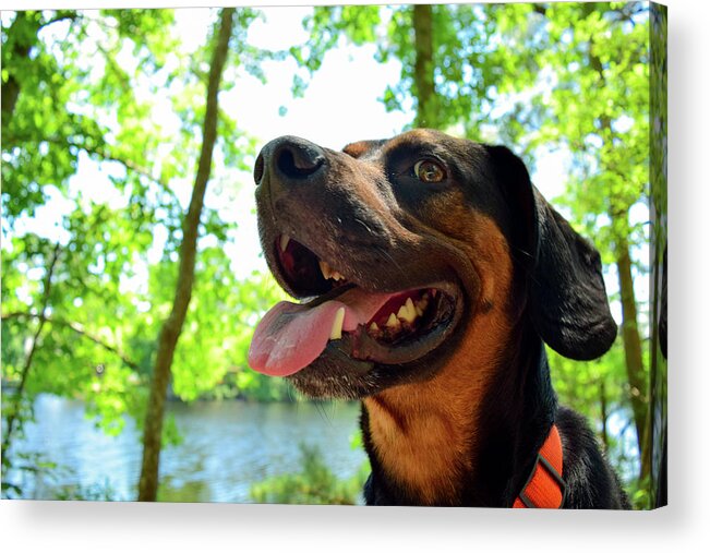 Hike Acrylic Print featuring the photograph Gus on a Hike by Nicole Lloyd