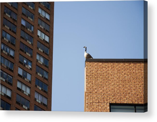 Urban Acrylic Print featuring the photograph Habitat by Kreddible Trout