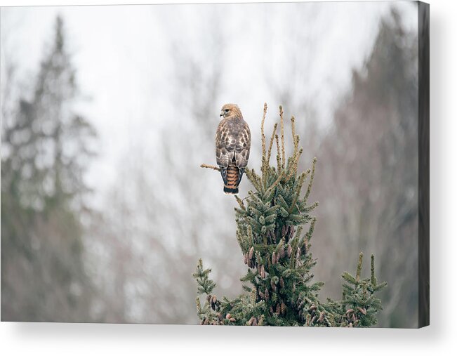 Hal Hybrid Hawk Redtail Redshould Redshouldered Red-shoulder Red-tail X Bird Hunting Rare Ornithology Outside Outdoors Natural Wild Wildlife Nature Predator Boylston West W Westboylston Ma Mass Massachusetts Brian Hale Brianhalephoto Newengland New England Hanging Out Branch Tree Acrylic Print featuring the photograph Hal Hanging Out by Brian Hale