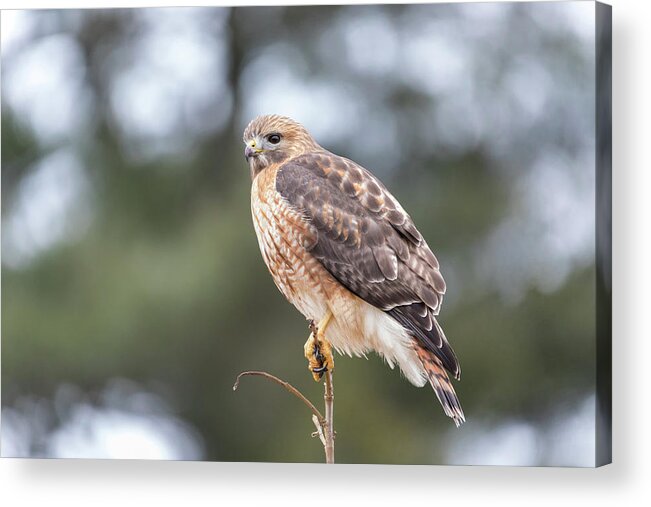Westboylston Ma Mass Massachusetts Brian Hale Brianhalephoto Newengland New England Eyelide Portrait Closeup Close Up Redtail Red-tail Red-shoulder Redshouldered Shouldered Red Tail Shoulder Hybrid Hawk Rare Portrait Acrylic Print featuring the photograph Hal the Hybrid Portrait 3 by Brian Hale