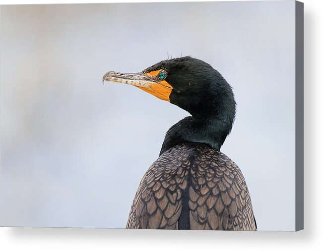 Click Ponds Acrylic Print featuring the photograph Handsome Double-Crested Cormorant by Dawn Currie