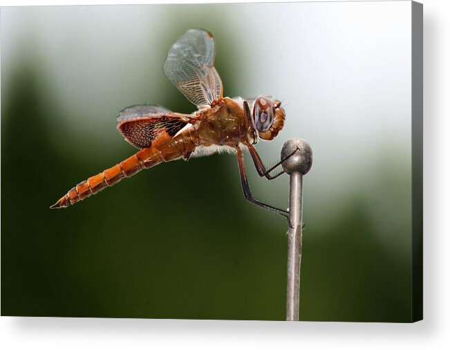Funny Acrylic Print featuring the photograph Hang On by Robert Wilder Jr