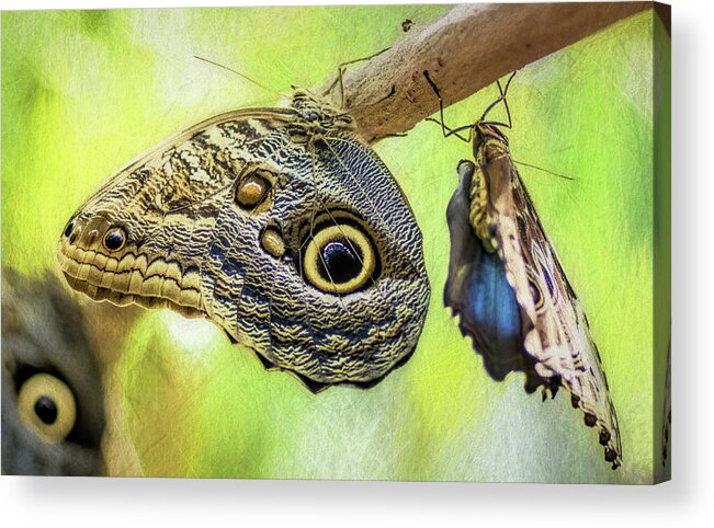 Blue Morpho Acrylic Print featuring the photograph Hangers On by Wes Iversen