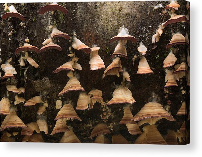 Fungus Acrylic Print featuring the photograph Hanging On by Mike Eingle