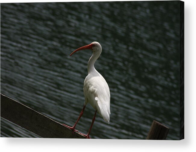 Birds Acrylic Print featuring the photograph Hanging out by Michael Albright