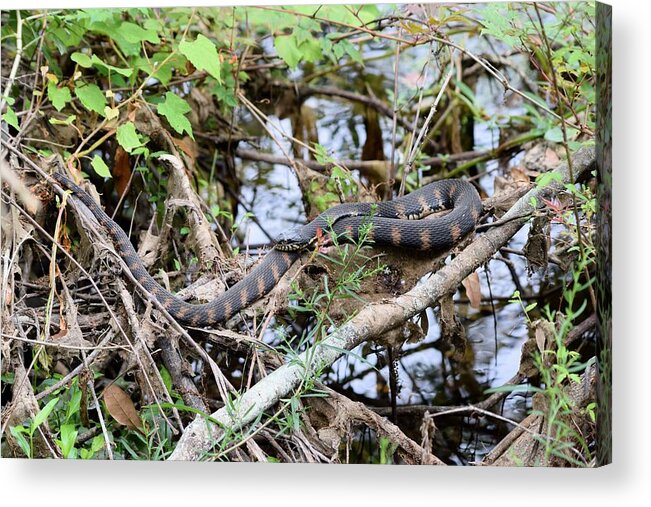 Snake Acrylic Print featuring the photograph Haning Out by Sheri McLeroy