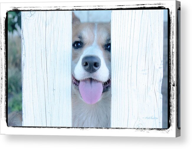 Happy Acrylic Print featuring the photograph Happy Corgi by Mick Anderson