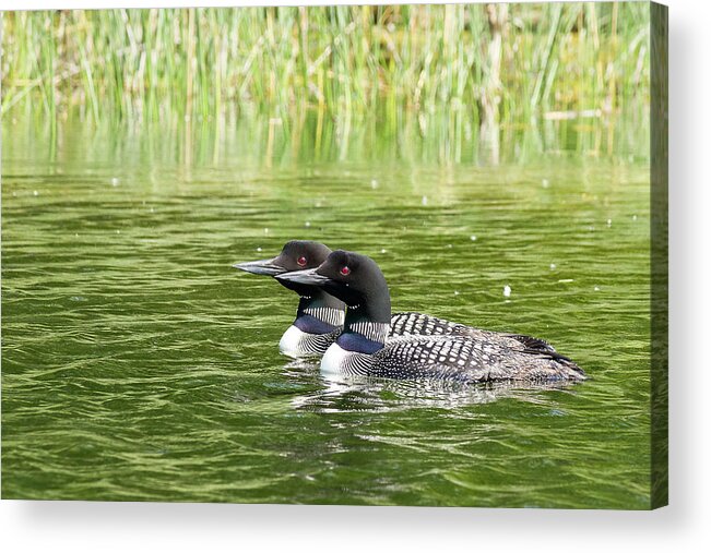 Loons Acrylic Print featuring the photograph Happy Couple by Penny Meyers