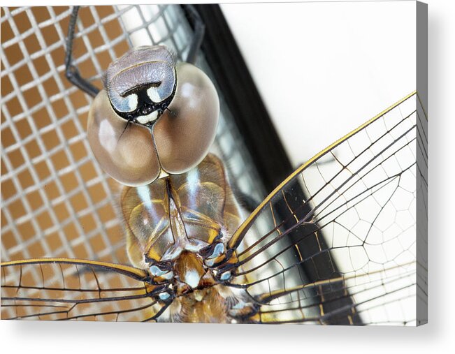 Animal Acrylic Print featuring the photograph Happy Dragonfly by Bob Cournoyer