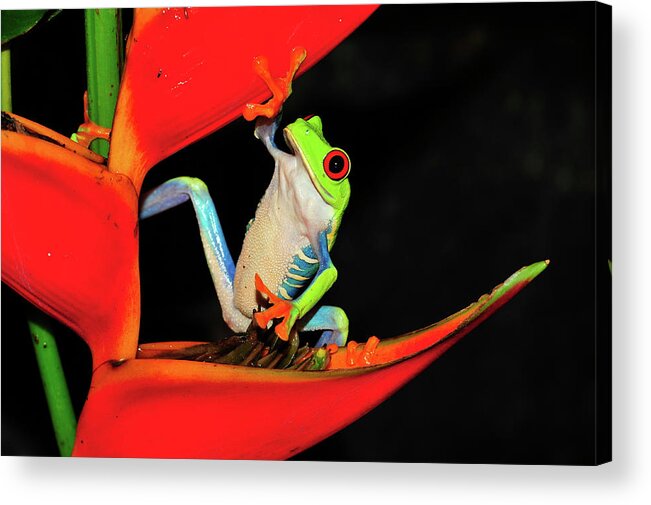 Frog Framed Prints Acrylic Print featuring the photograph Happy Frog by Harry Spitz