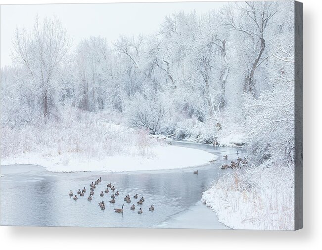 Winter Acrylic Print featuring the photograph Happy Geese by Darren White