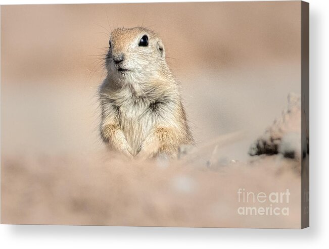 Round-tail Squirrel Acrylic Print featuring the photograph Scoping Out the World by Lisa Manifold