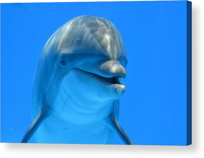 Dolphin Acrylic Print featuring the photograph Happy Smiling Dolphin by Richard Bryce and Family