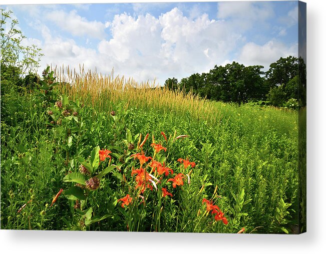 Black Eyed Susan Acrylic Print featuring the photograph Happy Valley by Ray Mathis